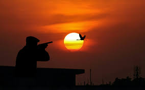 Is It Legal to Shoot Birds with a BB Gun? Shooting Birds with a BB Gun