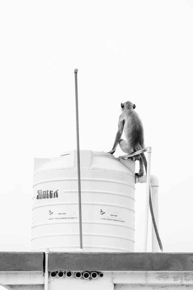 When considering solutions for storing water efficiently, water tanks water tank